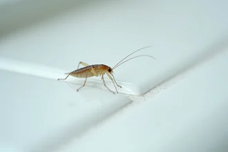 Gros plan d'un petit insecte transparent sur du carrelage blanc de salle de bain