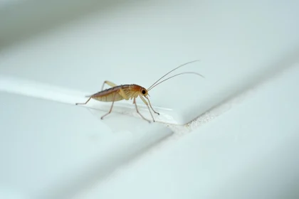 Gros plan d'un petit insecte transparent sur du carrelage blanc de salle de bain